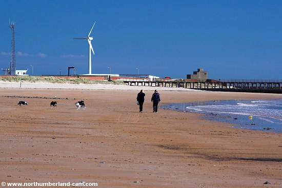 Early morning dog walkers.